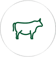 Ruminants