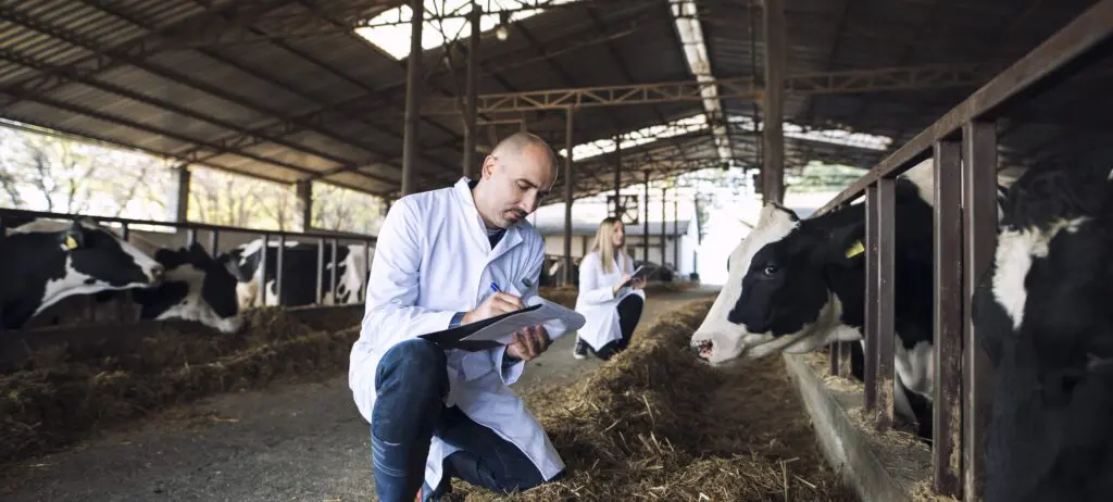 Group of veterinarians doctor checking health status of cattle at cows farm.