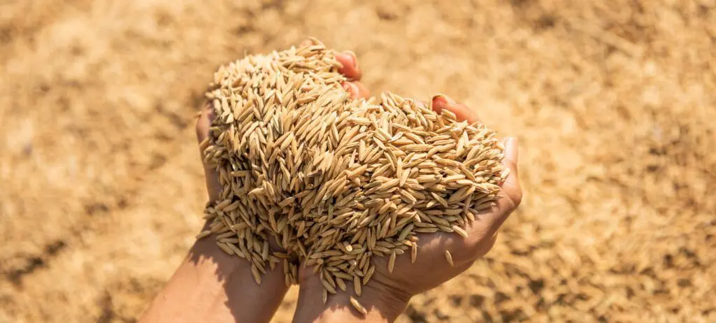 Paddy in harvest,The golden yellow paddy in hand, Farmer carrying paddy on hand, Rice.