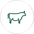 Ruminants