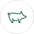 Swine
